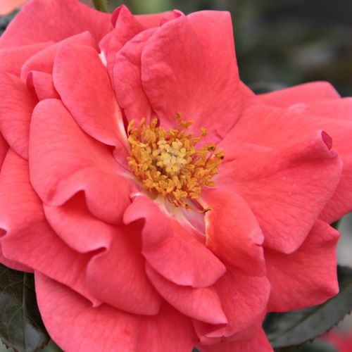 Online rózsa vásárlás - Vörös - Narancssárga - virágágyi floribunda rózsa - diszkrét illatú rózsa - Rosa Okályi Iván emléke - Márk Gergely - Bokros megjelenésű fajta, tömegesen nyíló narancsos virágokkal, melyek a nyílás során kissé rózsaszínbe hajlanak.